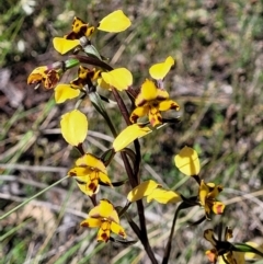 Diuris nigromontana at O'Connor, ACT - suppressed