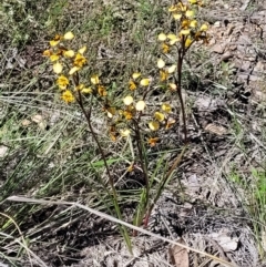 Diuris nigromontana at O'Connor, ACT - suppressed