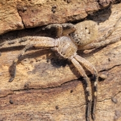 Neosparassus calligaster (Beautiful Badge Huntsman) at O'Connor, ACT - 6 Oct 2021 by trevorpreston