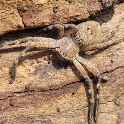 Neosparassus calligaster (Beautiful Badge Huntsman) at O'Connor, ACT - 6 Oct 2021 by trevorpreston