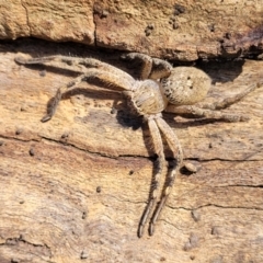 Neosparassus calligaster at Bruce Ridge - 6 Oct 2021