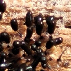 Comatricha sp. (genus) (A slime mould) at Bruce Ridge - 6 Oct 2021 by trevorpreston