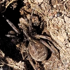 Unidentified Wolf spider (Lycosidae) (TBC) at O'Connor, ACT - 6 Oct 2021 by tpreston