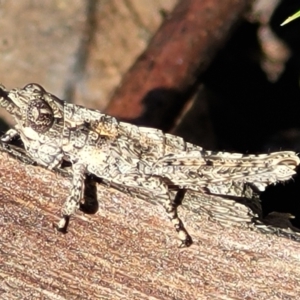 Coryphistes ruricola at O'Connor, ACT - 6 Oct 2021