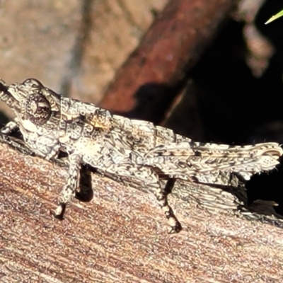 Coryphistes ruricola (Bark-mimicking Grasshopper) at O'Connor, ACT - 6 Oct 2021 by trevorpreston