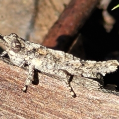 Coryphistes ruricola (Bark-mimicking Grasshopper) at O'Connor, ACT - 6 Oct 2021 by tpreston