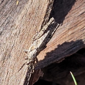 Coryphistes ruricola at O'Connor, ACT - 6 Oct 2021