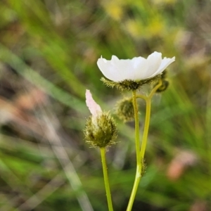 Drosera gunniana at O'Connor, ACT - 6 Oct 2021 12:50 PM