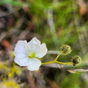 Drosera gunniana at O'Connor, ACT - 6 Oct 2021