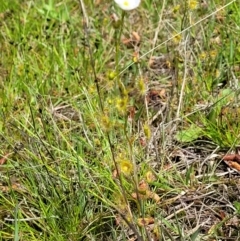 Drosera gunniana at O'Connor, ACT - 6 Oct 2021