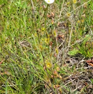 Drosera gunniana at O'Connor, ACT - 6 Oct 2021 12:50 PM