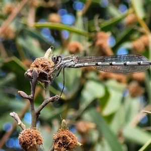 Austrolestes leda at O'Connor, ACT - 6 Oct 2021 12:53 PM