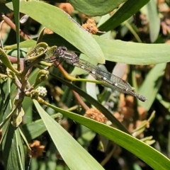 Austrolestes leda at O'Connor, ACT - 6 Oct 2021