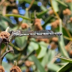 Austrolestes leda at O'Connor, ACT - 6 Oct 2021 12:53 PM