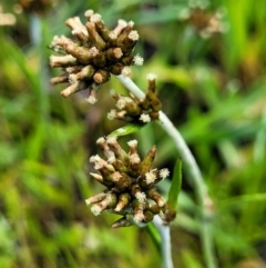 Euchiton japonicus (Creeping Cudweed) at O'Connor, ACT - 6 Oct 2021 by tpreston