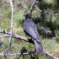 Corcorax melanorhamphos (White-winged Chough) at Bruce Ridge - 6 Oct 2021 by trevorpreston