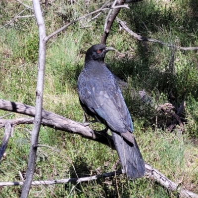 Corcorax melanorhamphos (White-winged Chough) at O'Connor, ACT - 6 Oct 2021 by tpreston