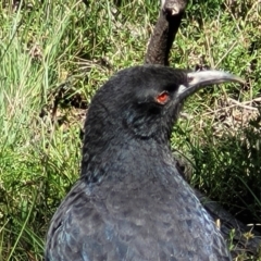 Corcorax melanorhamphos at O'Connor, ACT - 6 Oct 2021 12:57 PM