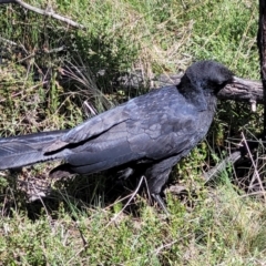 Corcorax melanorhamphos at O'Connor, ACT - 6 Oct 2021 12:57 PM