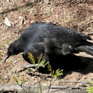 Corcorax melanorhamphos at O'Connor, ACT - 6 Oct 2021 12:57 PM