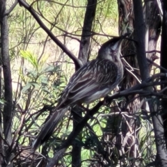 Anthochaera carunculata (Red Wattlebird) at O'Connor, ACT - 6 Oct 2021 by trevorpreston