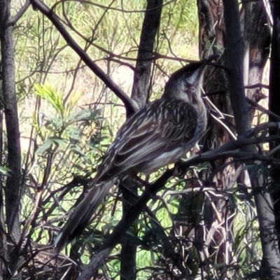 Anthochaera carunculata (Red Wattlebird) at O'Connor, ACT - 6 Oct 2021 by trevorpreston