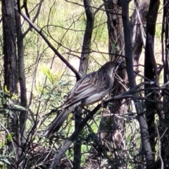 Anthochaera carunculata at O'Connor, ACT - 6 Oct 2021