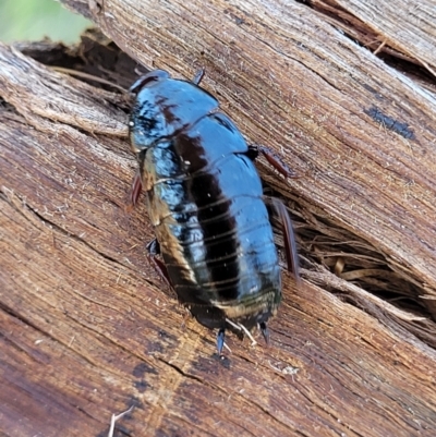 Platyzosteria sp. (genus) (Litter runner cockroach) at Bruce Ridge - 6 Oct 2021 by trevorpreston