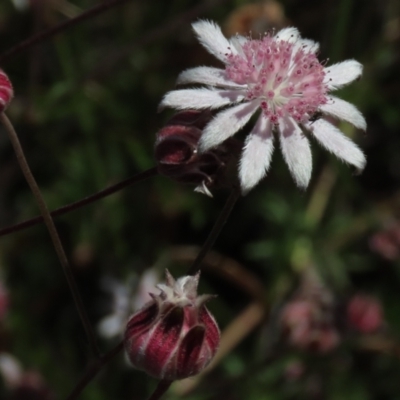 Actinotus forsythii (Pink Flannel Flower) at Bundanoon - 15 Mar 2021 by AndyRoo