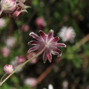 Actinotus forsythii at Bundanoon, NSW - 15 Mar 2021