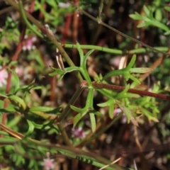 Actinotus forsythii at Bundanoon, NSW - 15 Mar 2021