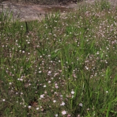 Actinotus forsythii at Bundanoon, NSW - 15 Mar 2021