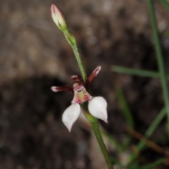 Eriochilus petricola (Bunny Orchids) at Wingecarribee Local Government Area - 15 Mar 2021 by AndyRoo