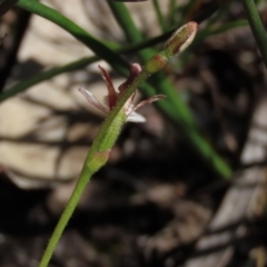 Eriochilus petricola at Bundanoon, NSW - suppressed