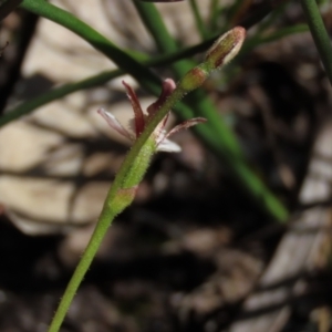 Eriochilus petricola at Bundanoon, NSW - 15 Mar 2021