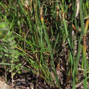 Eriochilus petricola at Bundanoon, NSW - suppressed