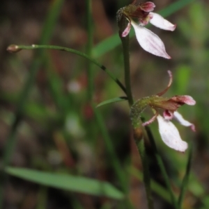 Eriochilus petricola at Bundanoon, NSW - suppressed