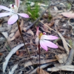 Caladenia fuscata (Dusky Fingers) at Corang, NSW - 6 Oct 2021 by LeonieWood