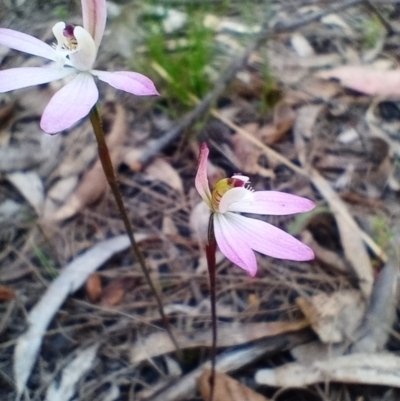 Caladenia fuscata (Dusky Fingers) at Corang, NSW - 6 Oct 2021 by LeonieWood
