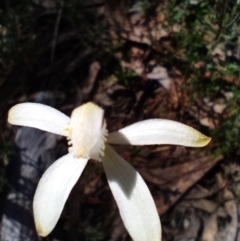 Caladenia ustulata (Brown Caps) at Corang, NSW - 6 Oct 2021 by LeonieWood