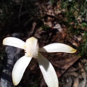 Caladenia ustulata at Corang, NSW - 6 Oct 2021