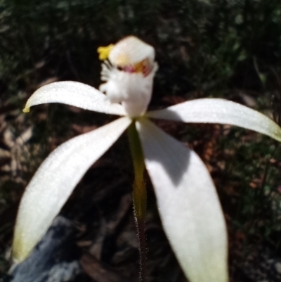 Caladenia ustulata (Brown Caps) at Corang, NSW - 6 Oct 2021 by LeonieWood