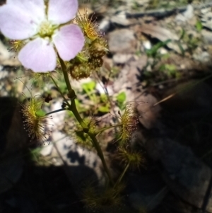 Drosera gunniana at Corang, NSW - 6 Oct 2021