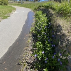 Vinca major (Blue Periwinkle) at Chapman, ACT - 6 Oct 2021 by gabsontour