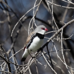 Stagonopleura guttata (Diamond Firetail) at Rendezvous Creek, ACT - 5 Oct 2021 by Roger