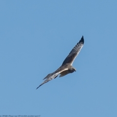 Circus approximans (Swamp Harrier) at Namadgi National Park - 5 Oct 2021 by Roger