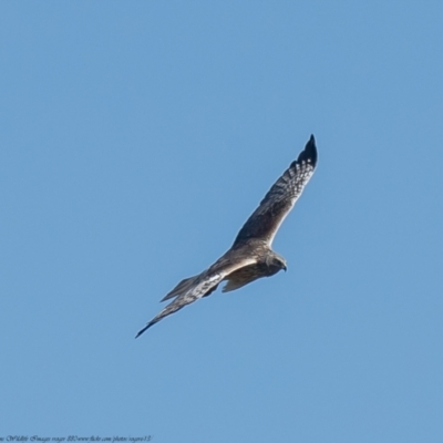 Circus approximans (Swamp Harrier) at Rendezvous Creek, ACT - 6 Oct 2021 by Roger