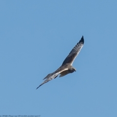 Circus approximans (Swamp Harrier) at Rendezvous Creek, ACT - 5 Oct 2021 by Roger
