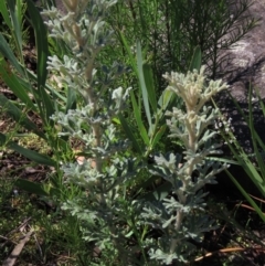 Actinotus helianthi (Flannel Flower) at Bundanoon, NSW - 15 Mar 2021 by AndyRoo