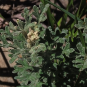 Actinotus helianthi at Bundanoon, NSW - 15 Mar 2021